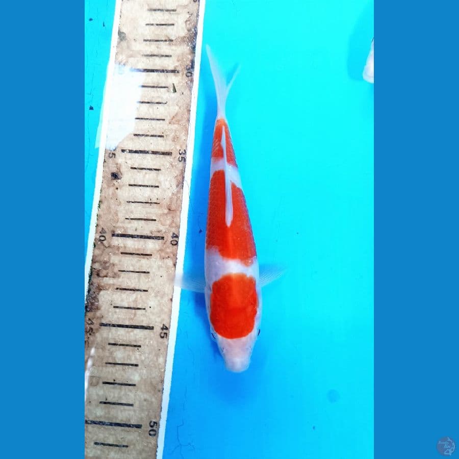 Kohaku 20cm