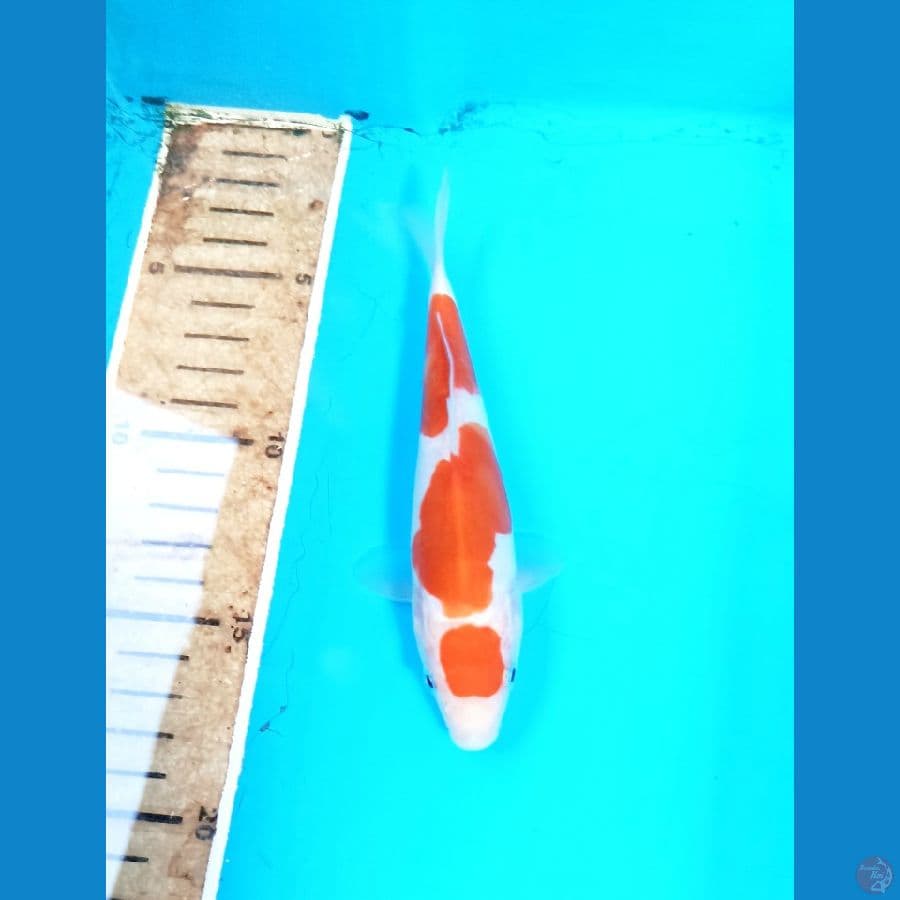 Kohaku doit 15cm