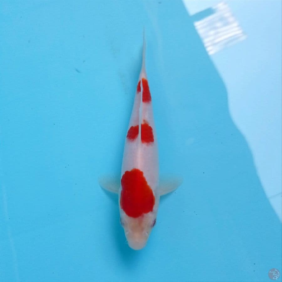 kohaku, 17 cm