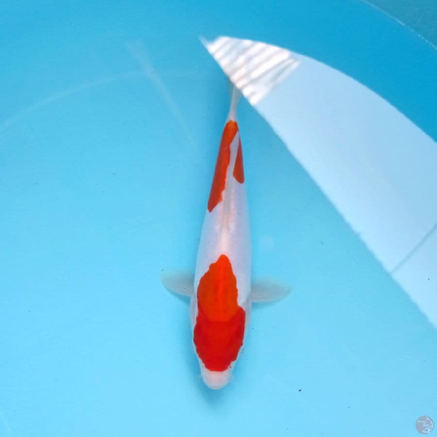 kohaku doitsu, 21 cm