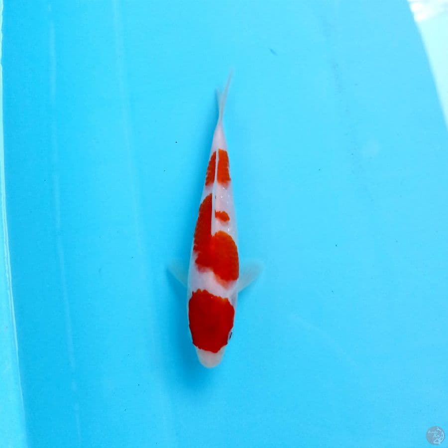 kohaku, 16 cm