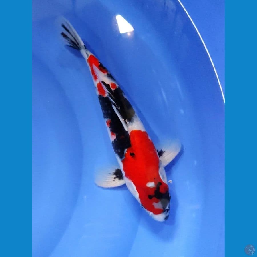 AMUNISI - SHOWA 35CM MALE