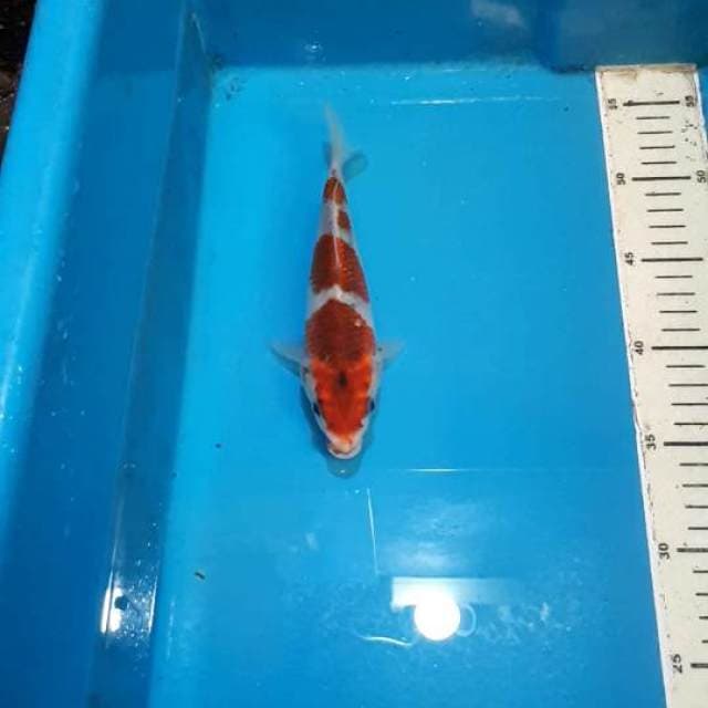GOSHIKI 20 CM