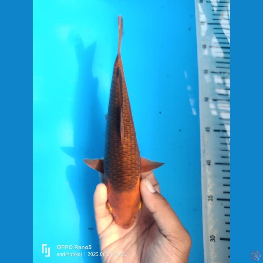 karamel28cm