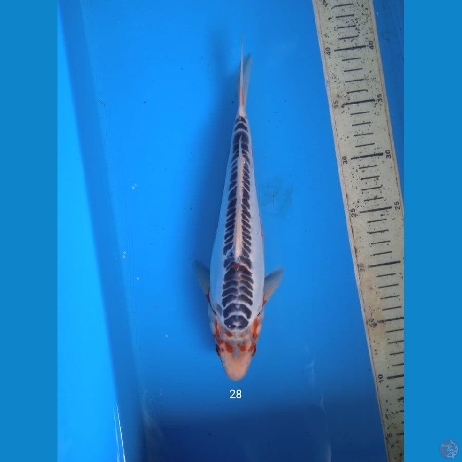 shusui 28 cm