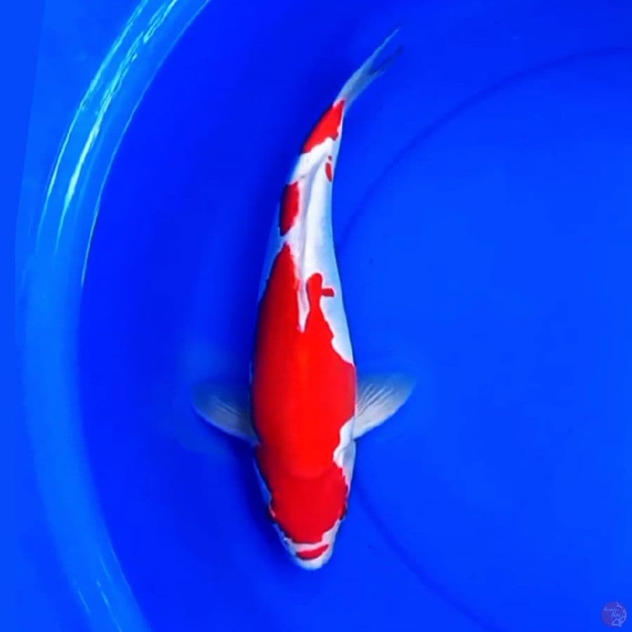 35cm DOITSU KOHAKU BARAIRONO