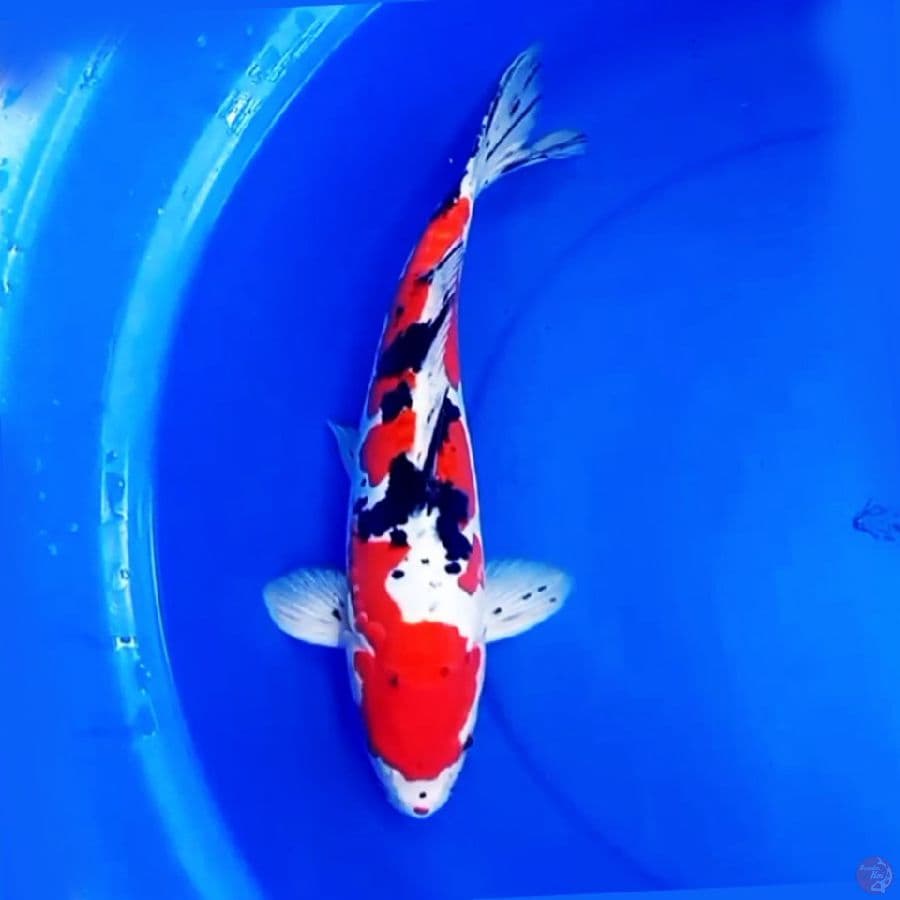 40cm DOITSU TIGER SANKE