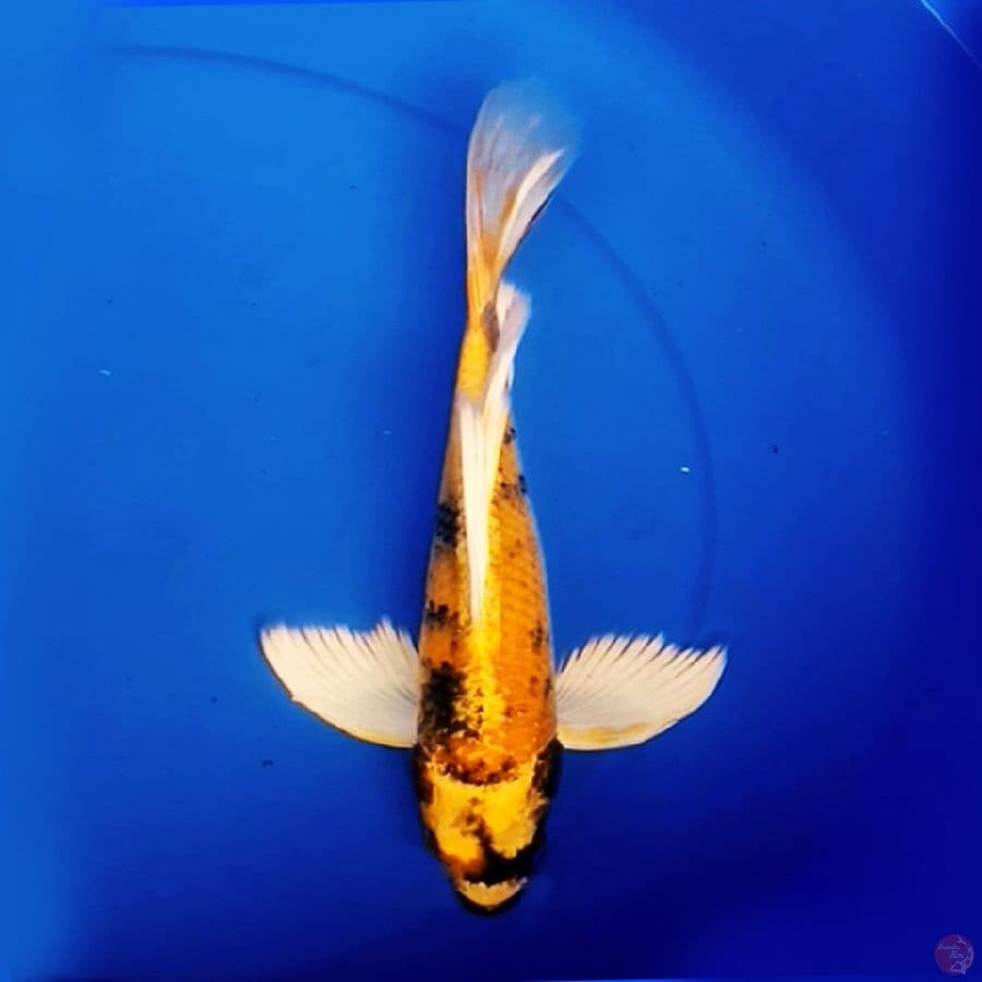 34cm KUMPAY KIN KI UTSURI KUNING