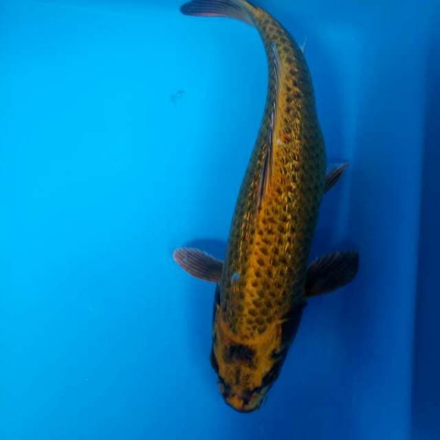 29cm koi antik