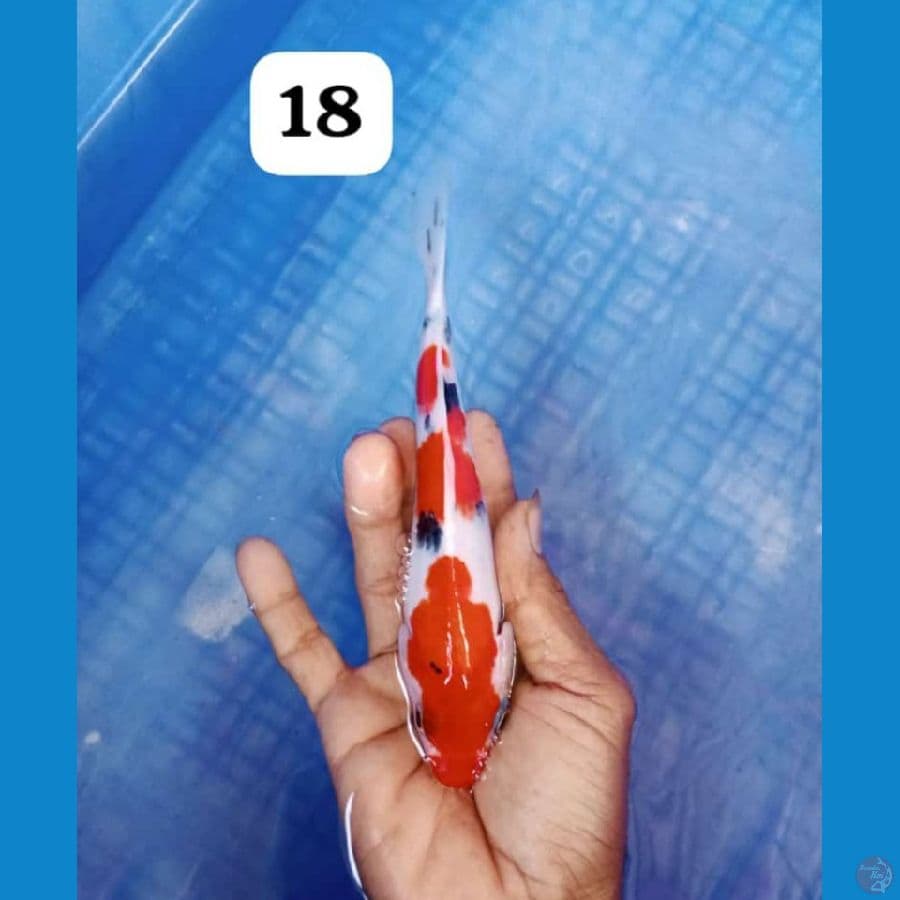 showa18