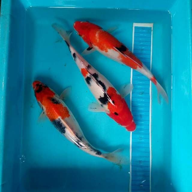 Mix 30 cm