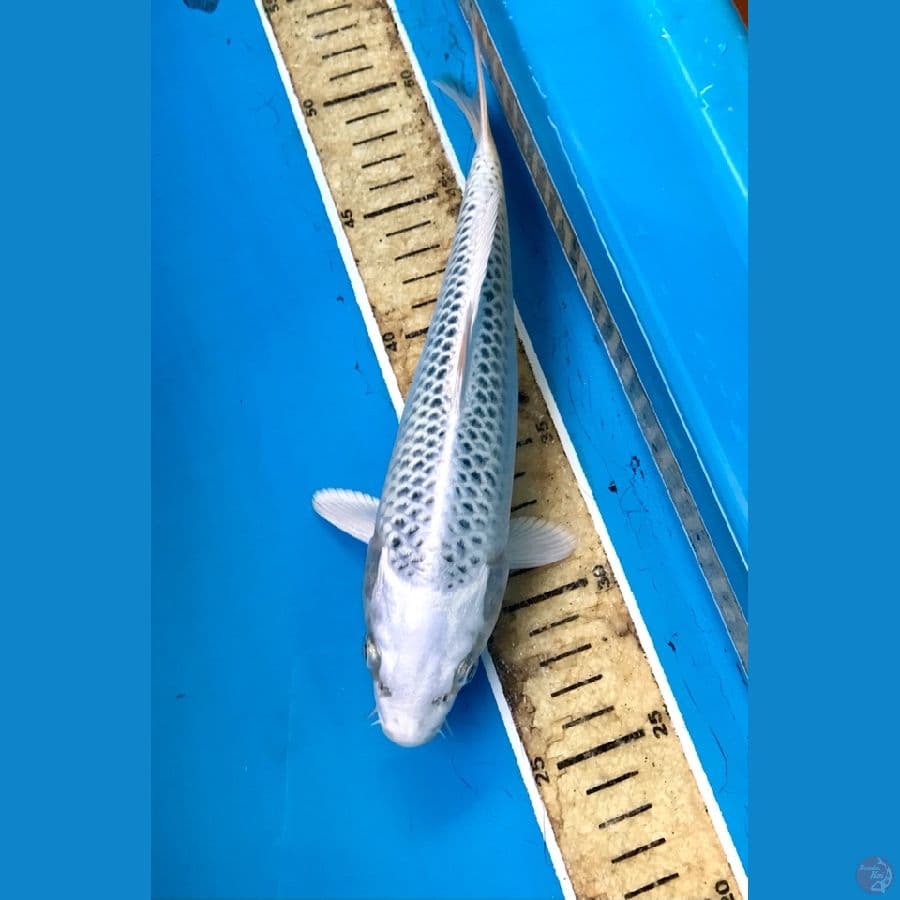 gin matsuba 25cm