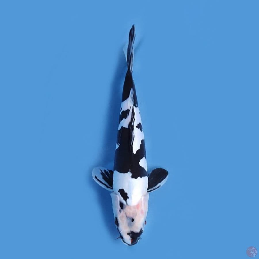 shiro doitsu murni 27 cm
