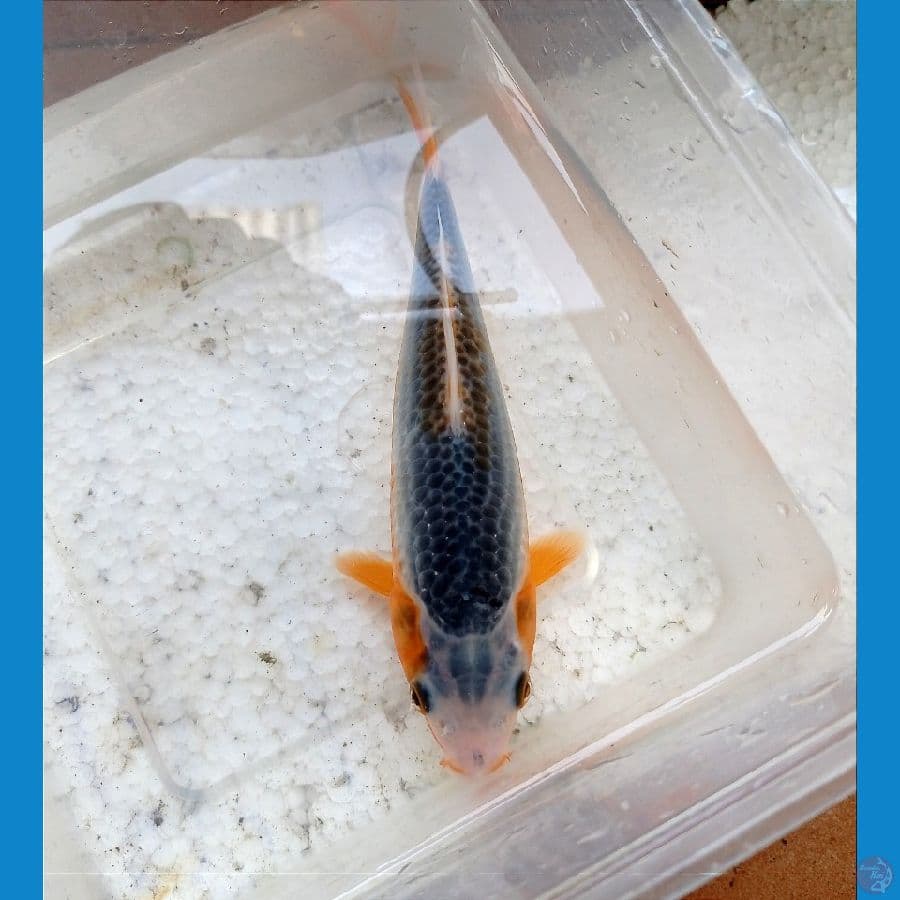 asagi 16 cm