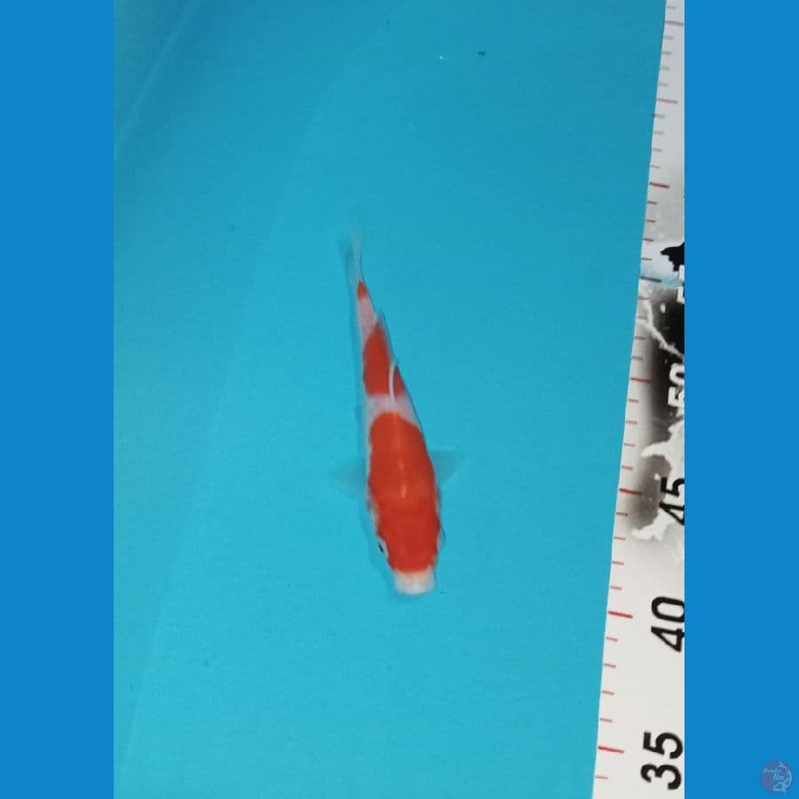 Kohaku 3step SQ 17cm™
