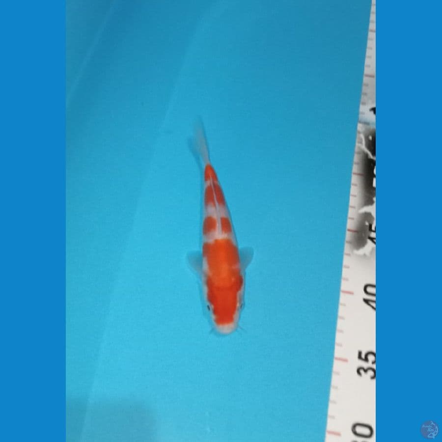 Kohaku 4step HQ 18cm™