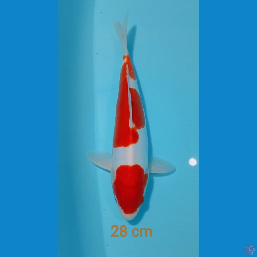 KOHAKU DOIT 28CM MALE