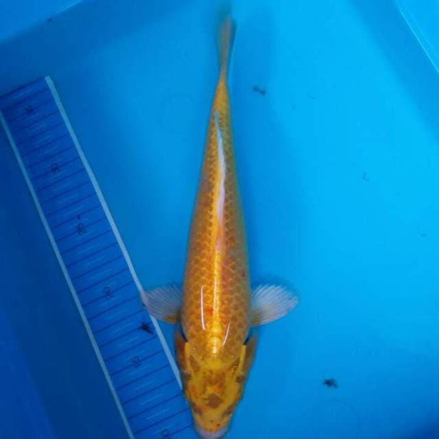 Yamabuki ogon