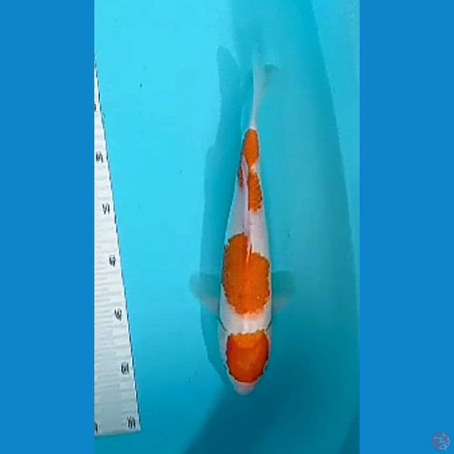 kohaku