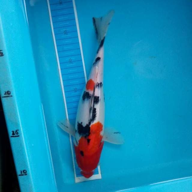 Sanke 32 cm