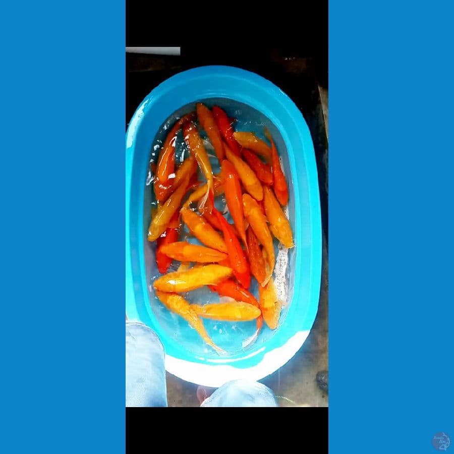 karasi Red karasi 30-40cm rata" 35cm 25ekor
