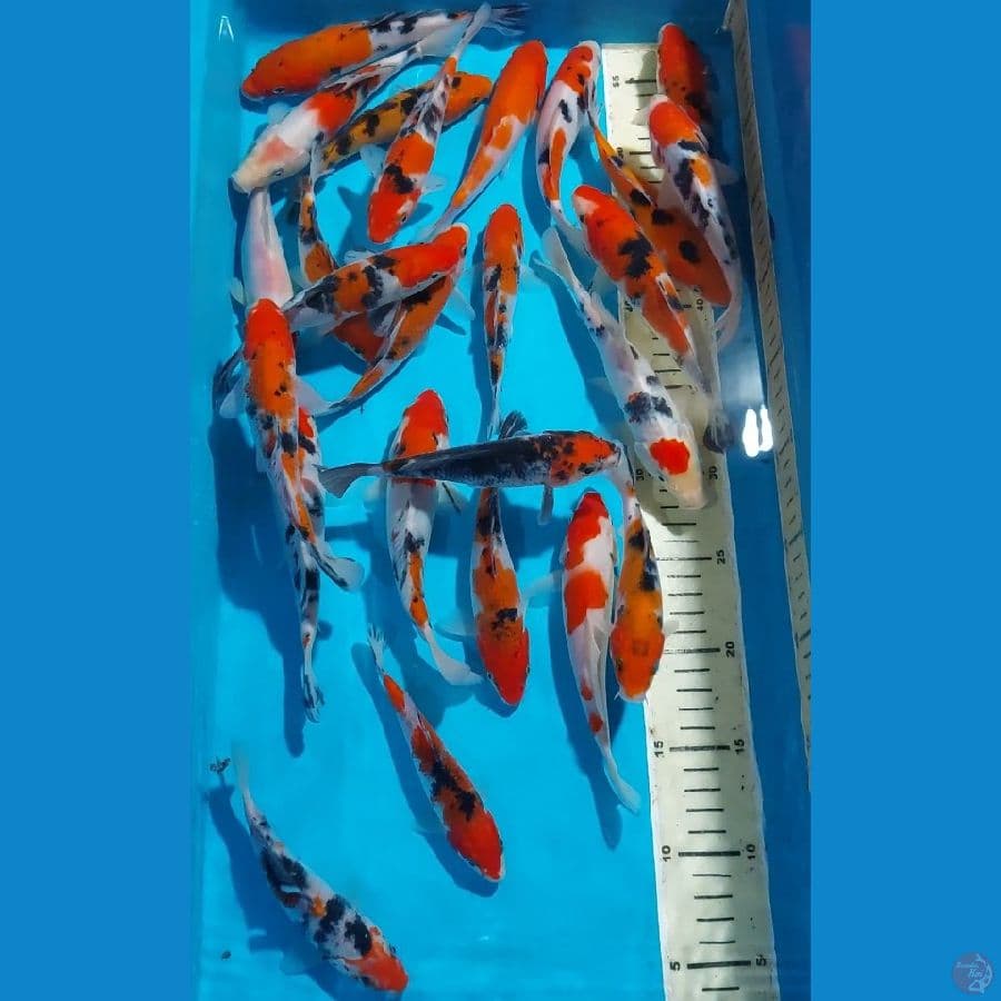 KOHAKU SANKE 14-18 CM 25 EKR