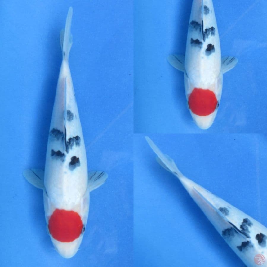23cm , Tancho Sanke Ori