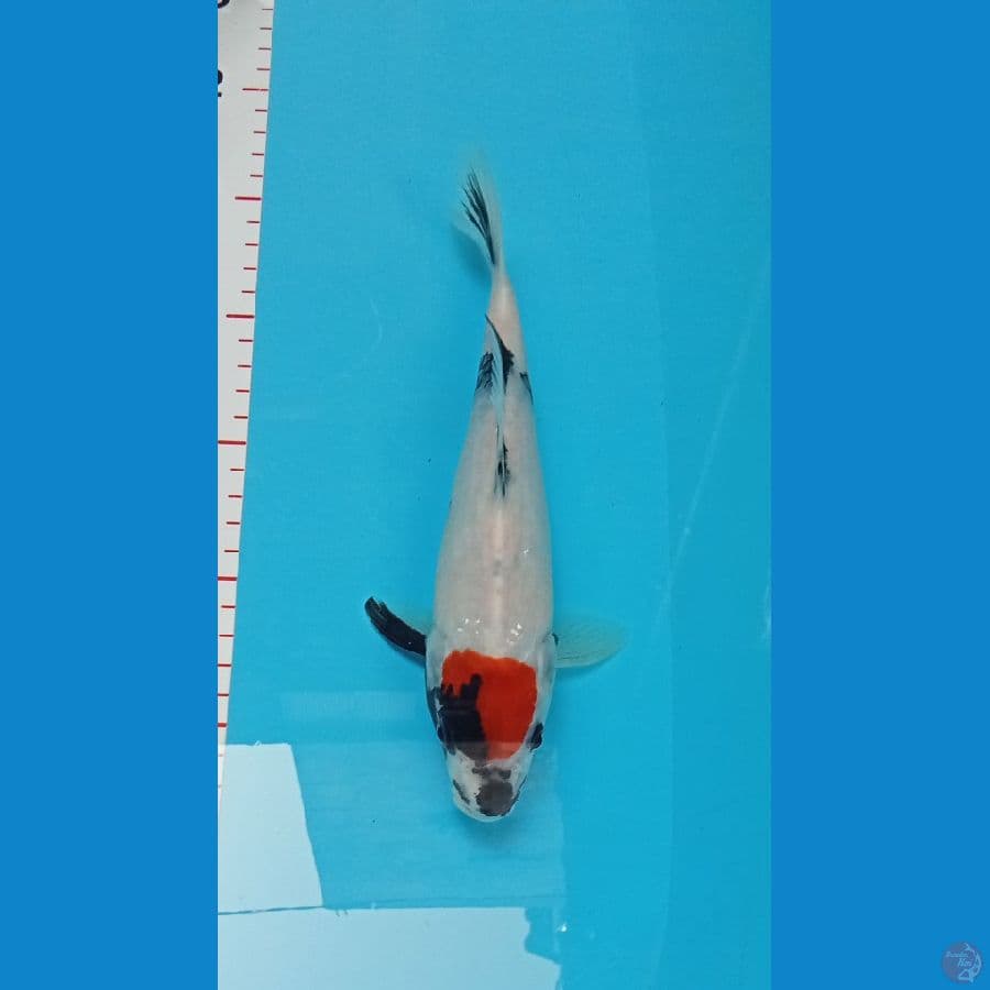 Tanco Showa Tategoi Original Calon Super 24cm™
