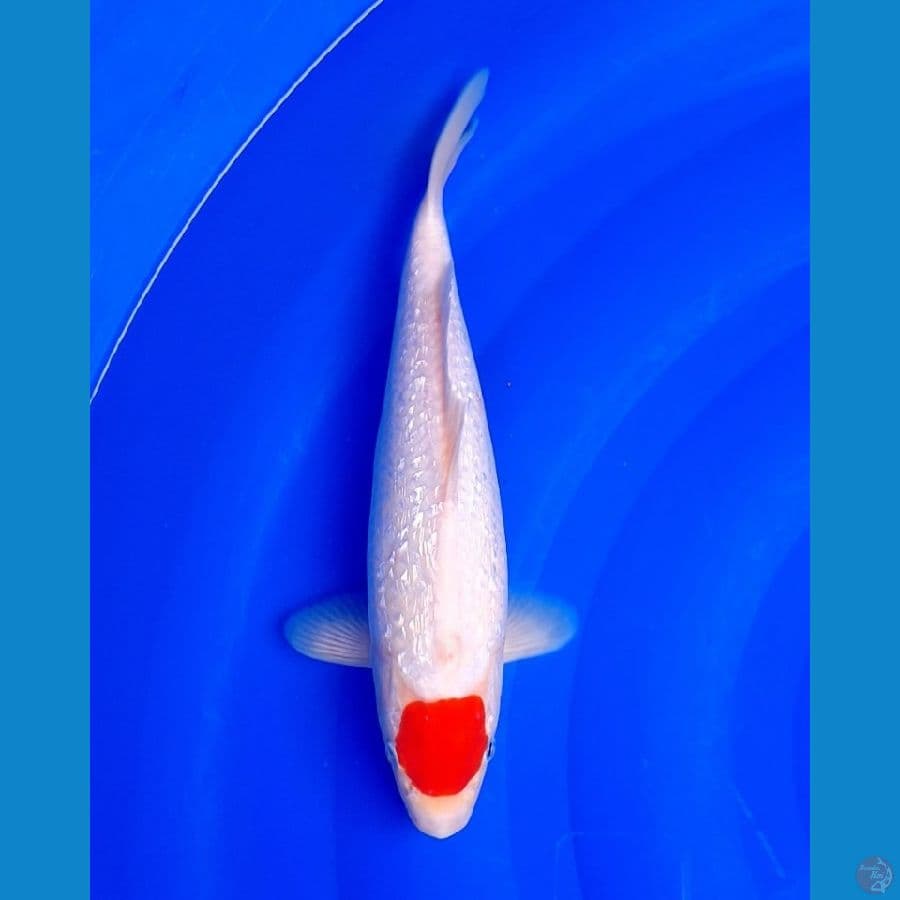 tancho kohaku gindrin 30cm