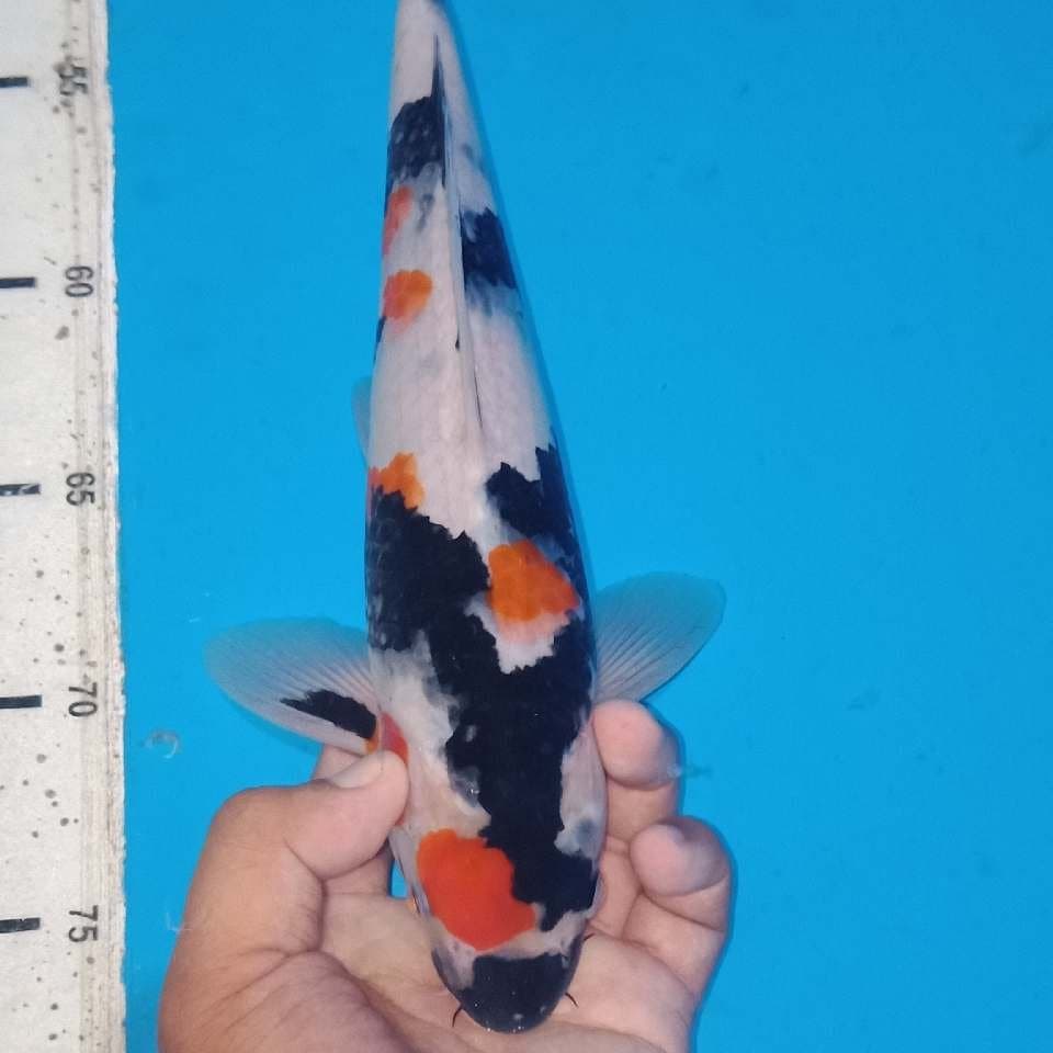 Kindai showa joss gandos 30cm