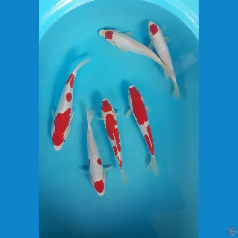 Tancho, Kohaku 20-25cm 6ekor Ori®