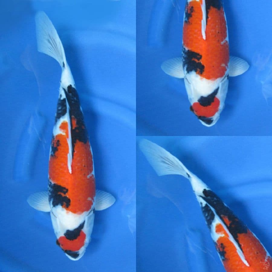 49cm , Showa Jumbo ,