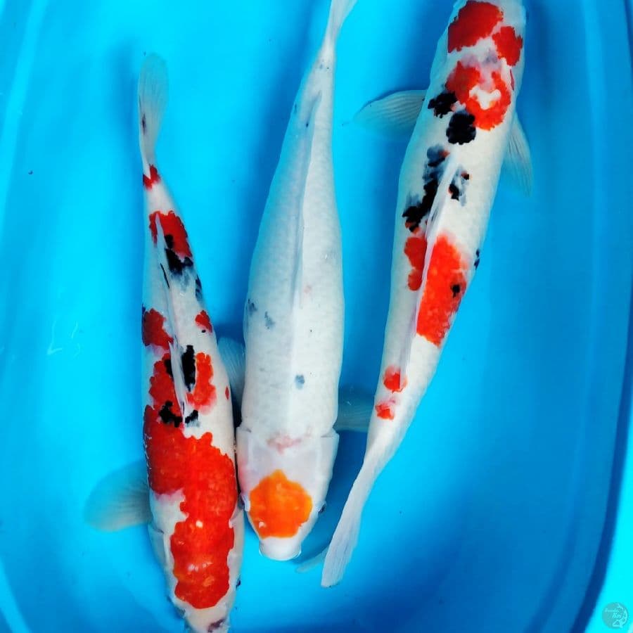 sanke Female 50 58 59 cm