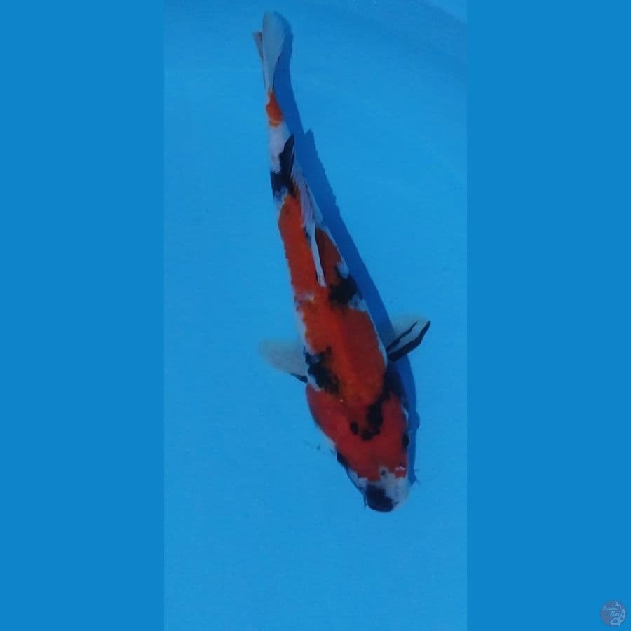showa 29cm