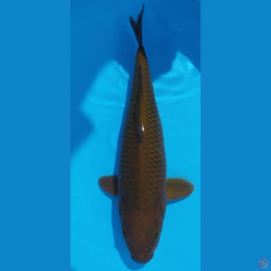 cagoi super bulky jumbo 45bu
