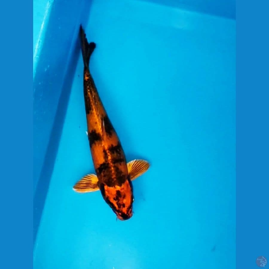 KIN SHOWA 30CM MALE