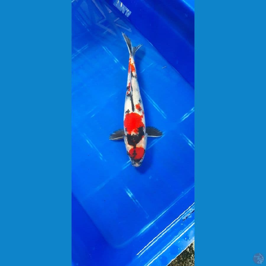 MARUTEN SHOWA MALE 32 CM