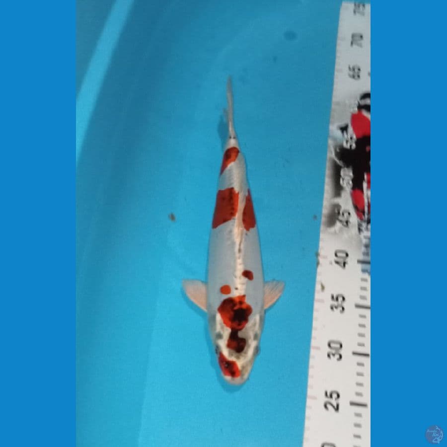 Kikokuryu SQ Male Punuk Body Hot 36cm™