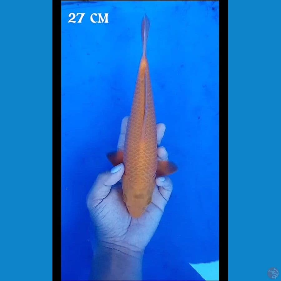 Caramel