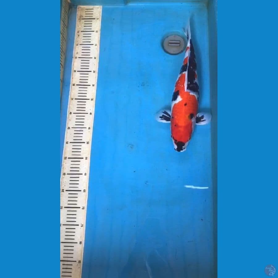 Showa 46cm