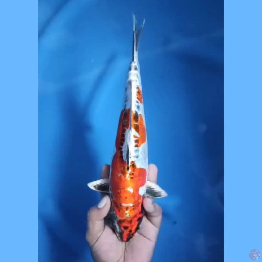 ( 29CM ) BENI KIKO - MALE