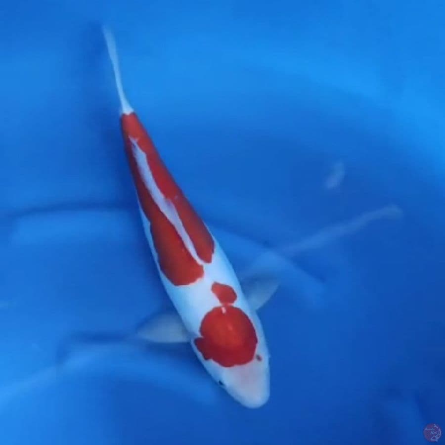 ( 38CM ) KOHAKU DOITSU MURNI - FEMALE
