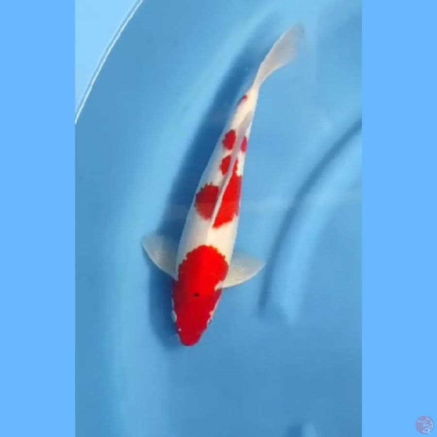 ( 35CM ) KOHAKU BOCOR 1 TITIK - MALE