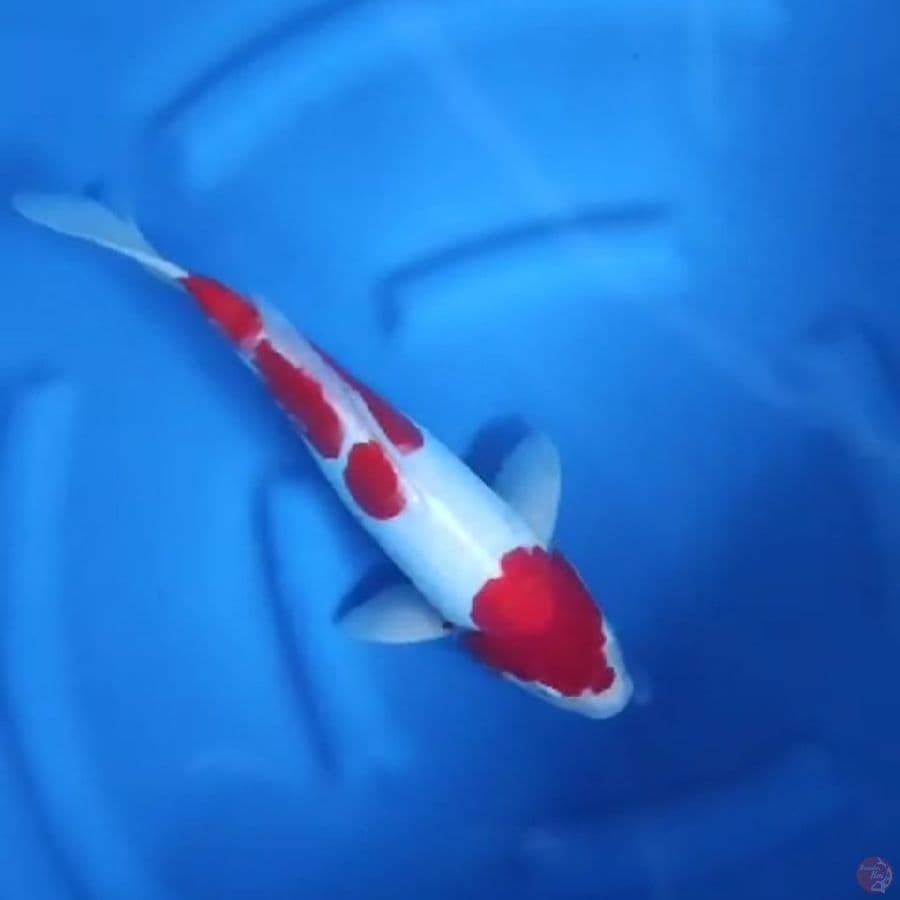( 36CM ) KOHAKU DOITSU - MALE
