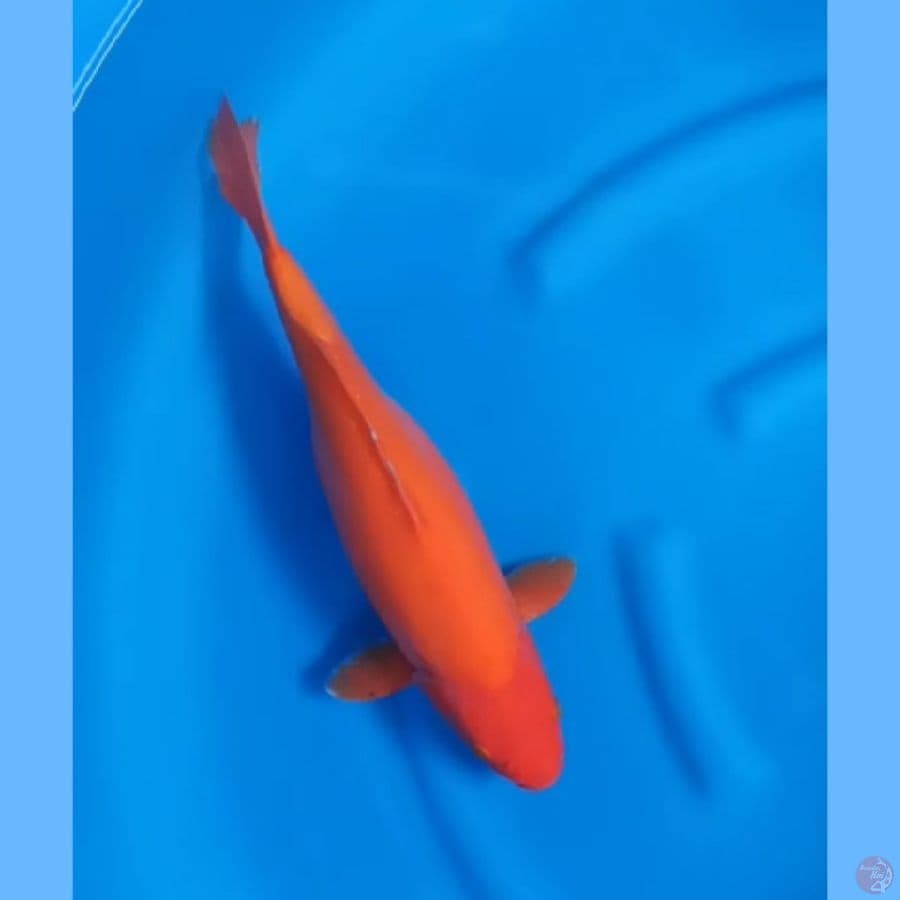 ( 41CM ) BENIGOI DOITSU MURNI - FEMALE