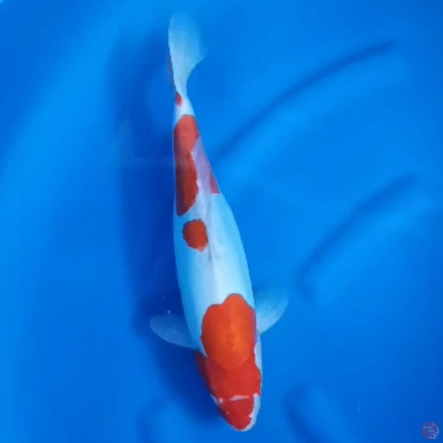 ( 38CM ) KOHAKU DOITSU MURNI - FEMALE
