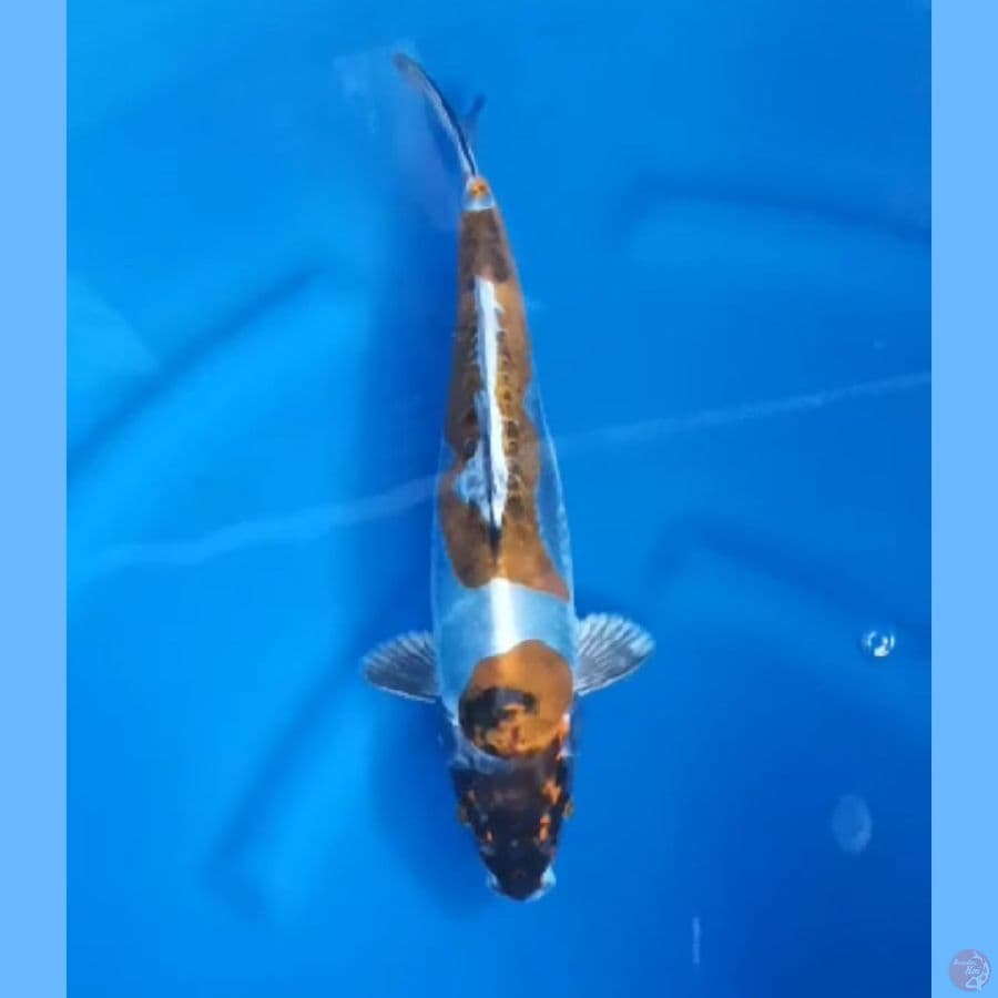 ( 32CM ) KIKO MANTAP - FEMALE