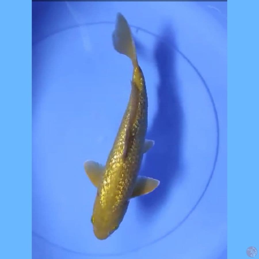 ( 29CM ) MIDORI GINRIN - FEMALE