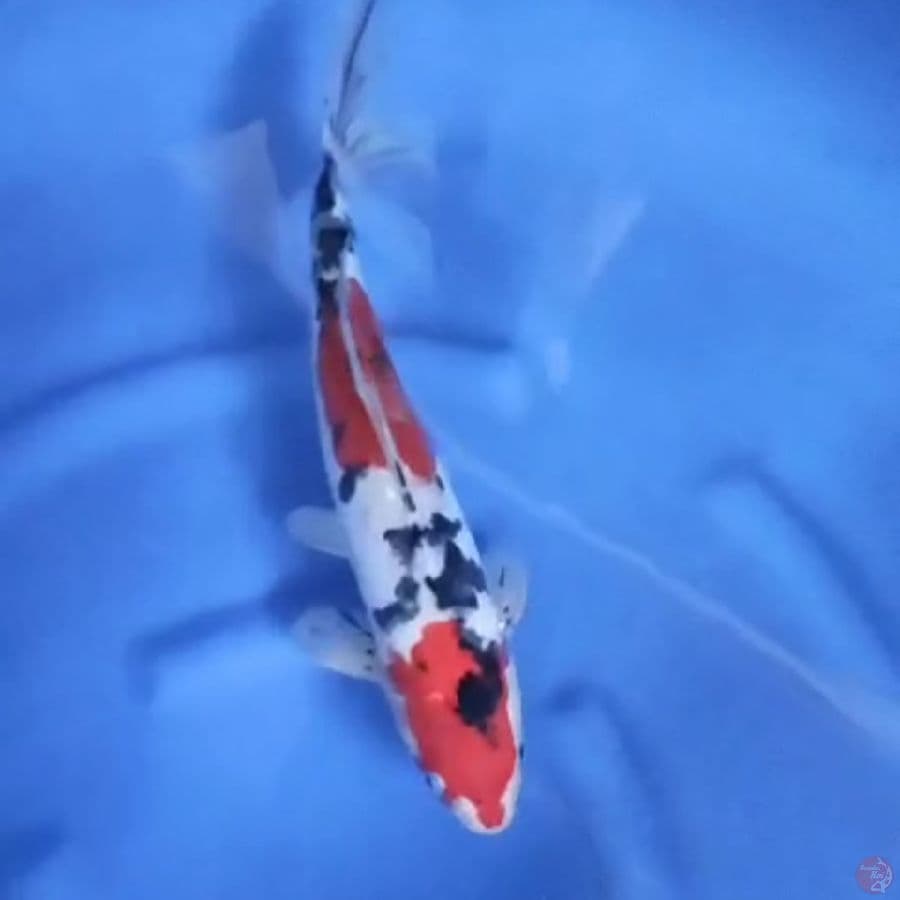( 38CM ) SANKE DOITSU - MALE
