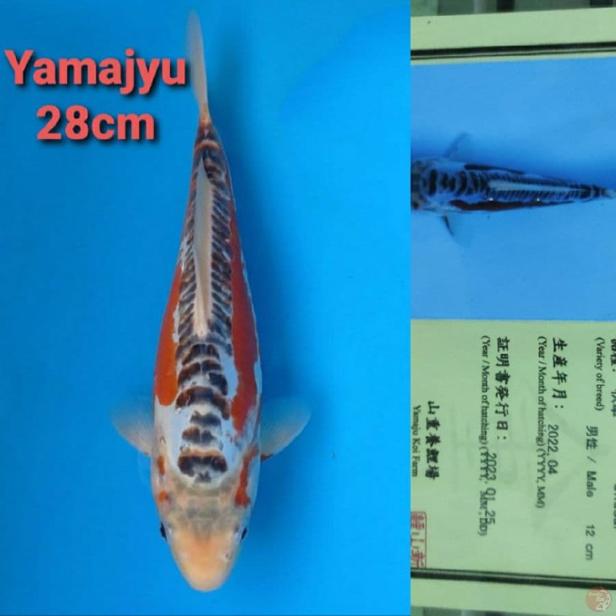 YAMAJYU SHUSUI 28CM SERTI